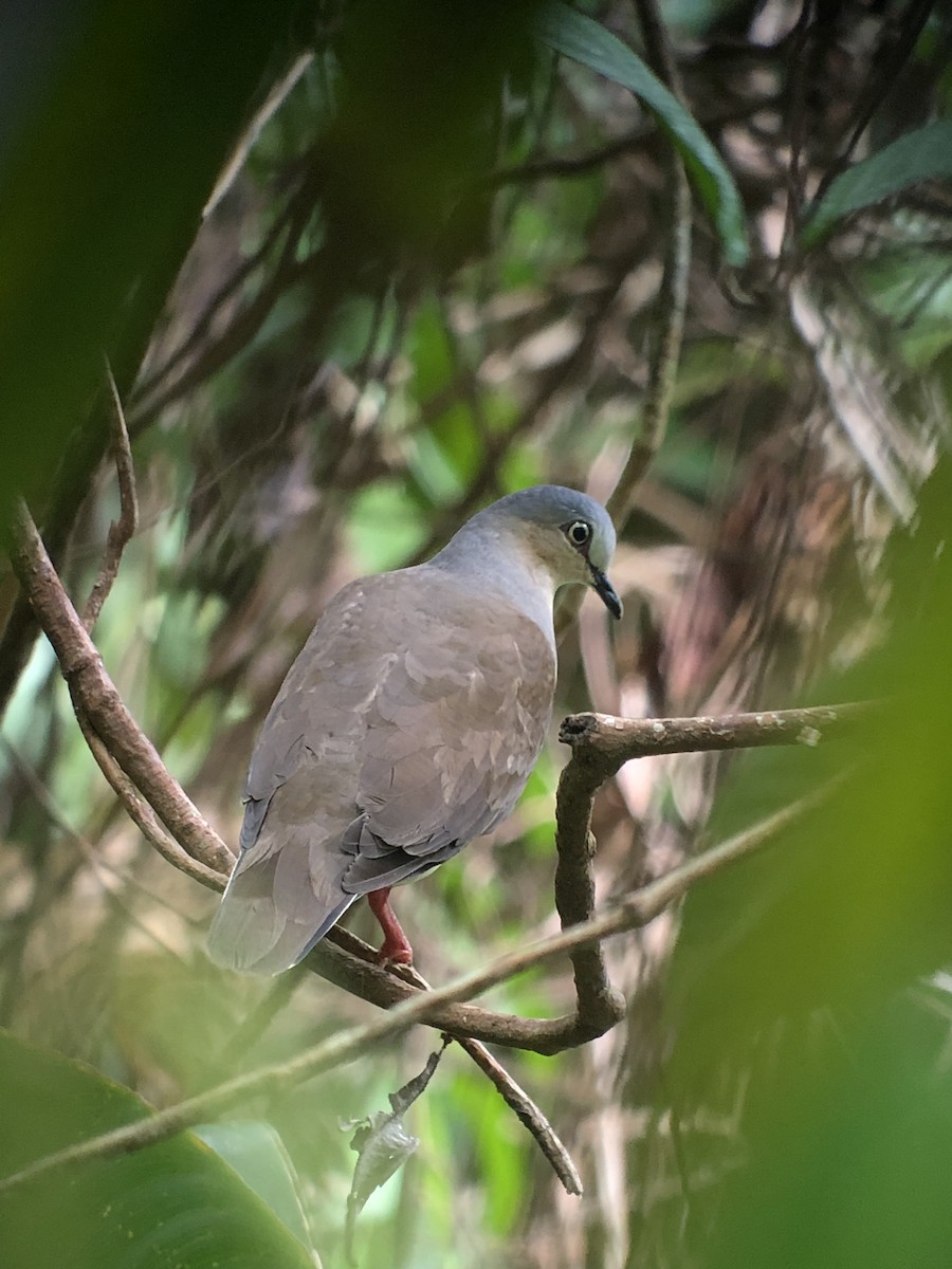 Gray-headed Dove - Rogers "Caribbean Naturalist" Morales