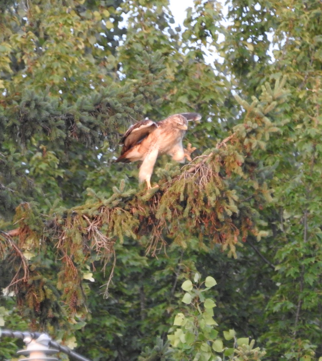 Red-tailed Hawk - ML477569481