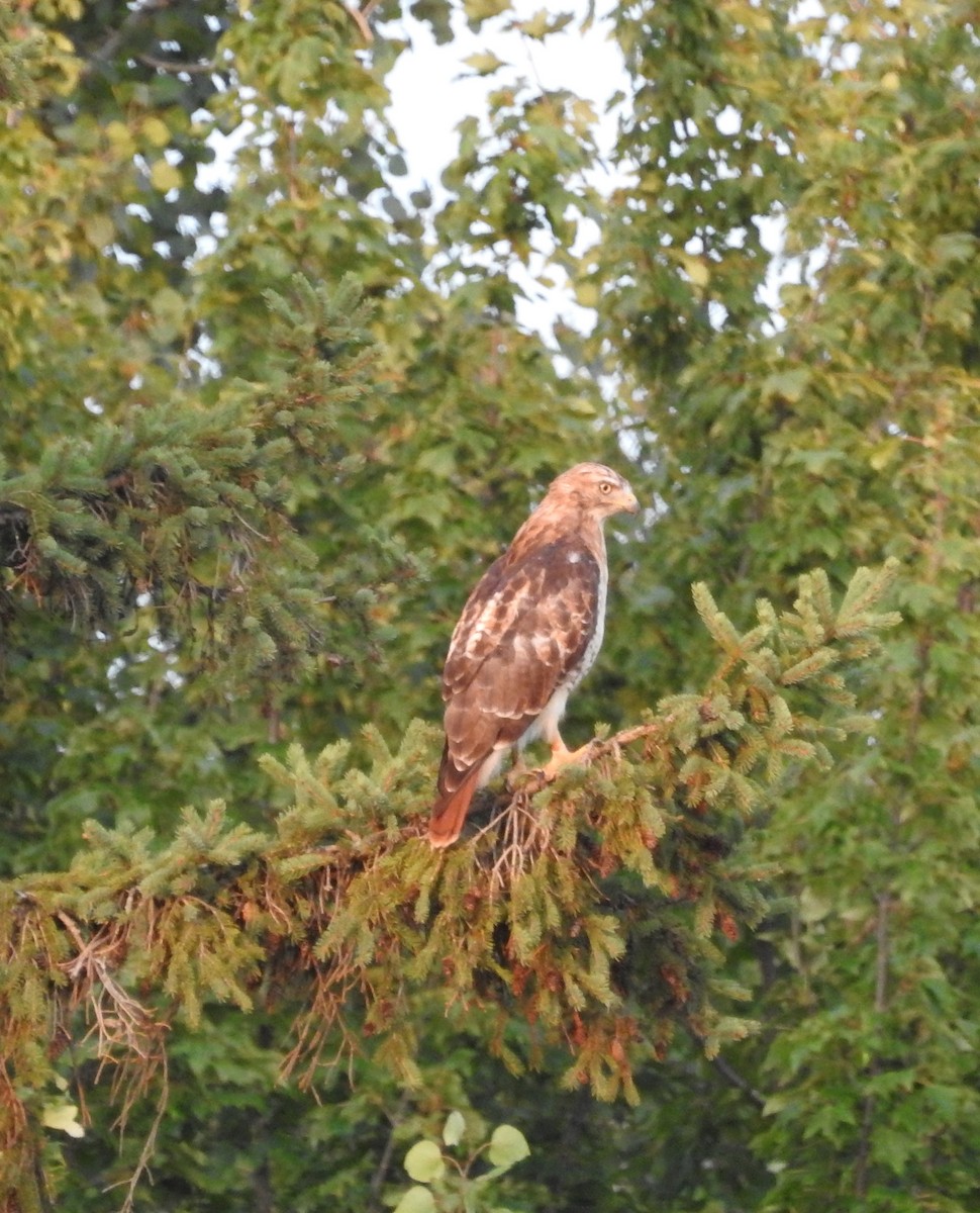 Red-tailed Hawk - Andy McGivern