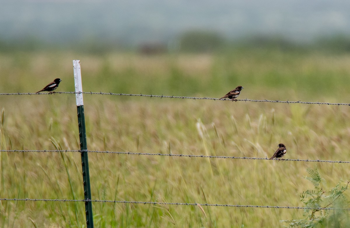 Lark Bunting - ML477569581