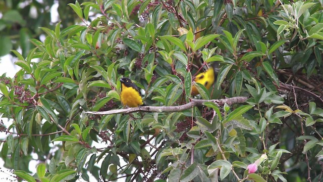 Lacrimose Mountain Tanager (melanops) - ML477570