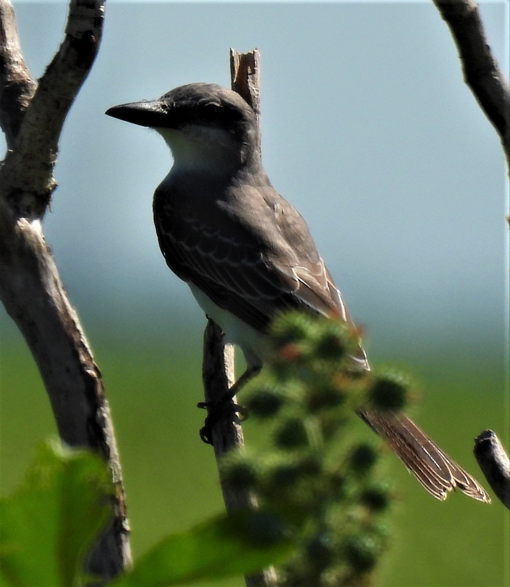 Gray Kingbird - ML477571041