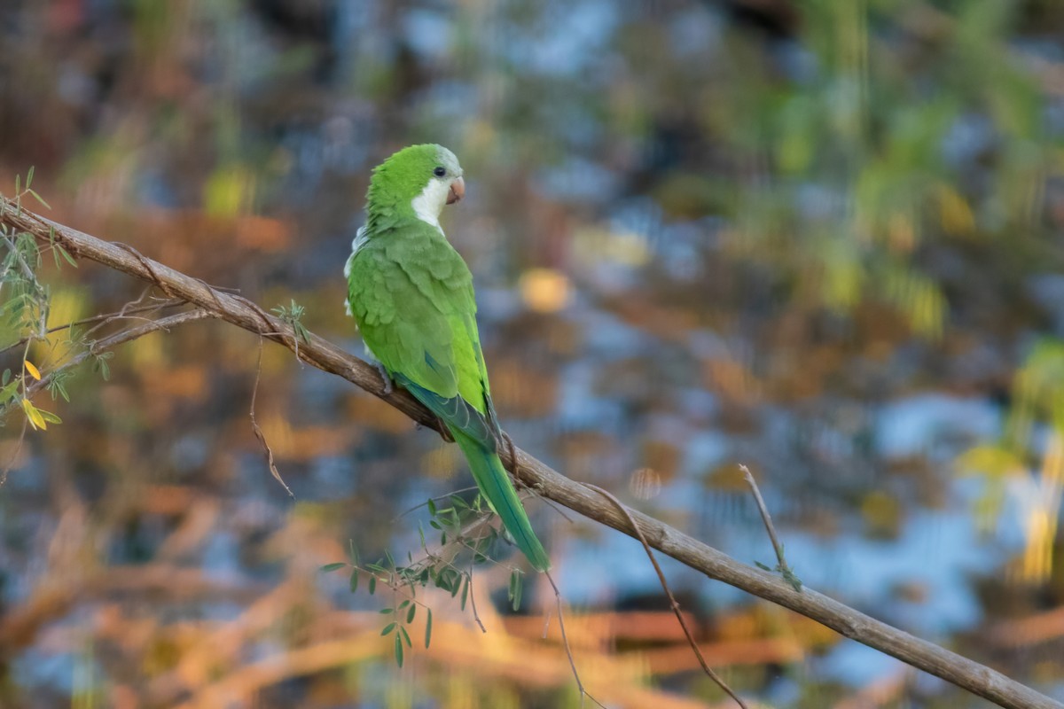 Monk Parakeet - ML477572051