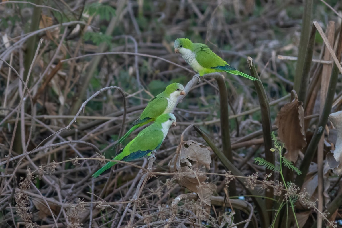 Monk Parakeet - ML477572061