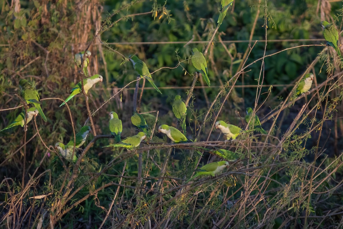 Monk Parakeet - ML477572071