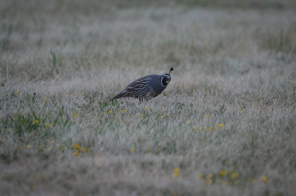 California Quail - ML477575101