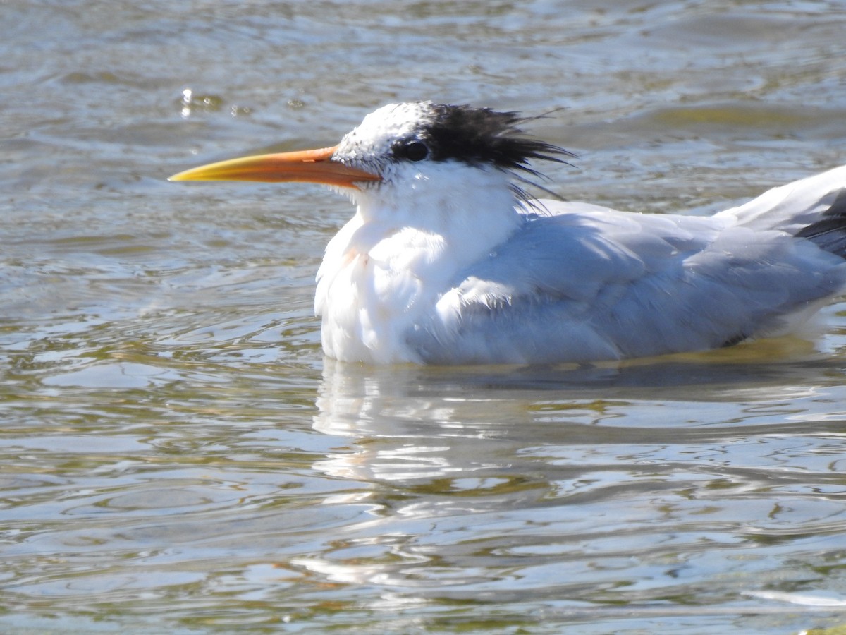 Elegant Tern - ML477575331