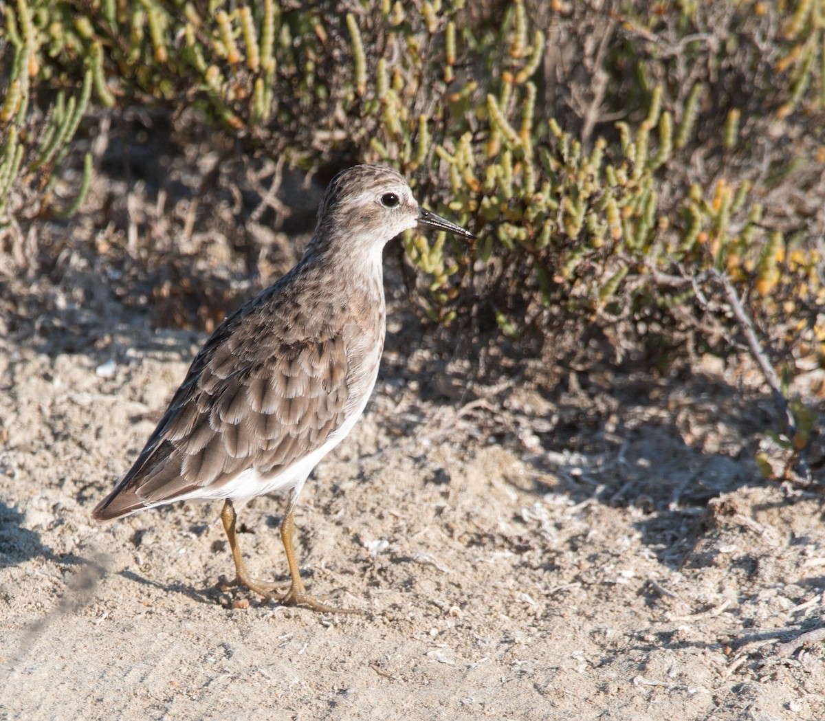 Least Sandpiper - Braxton Landsman