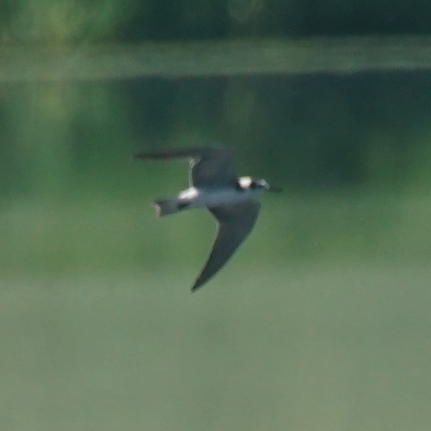 Black Tern - Samuel Murray