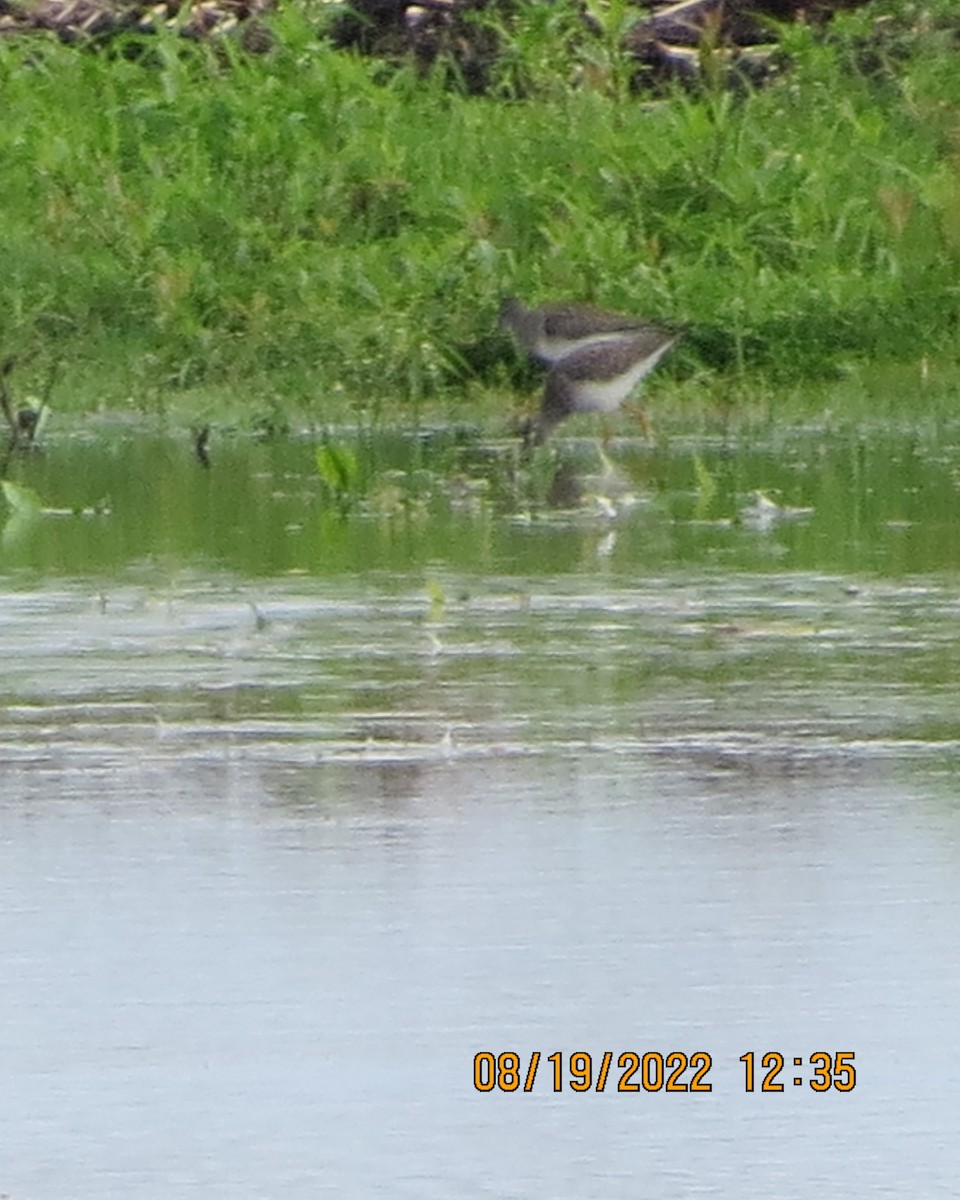 Greater Yellowlegs - ML477577361