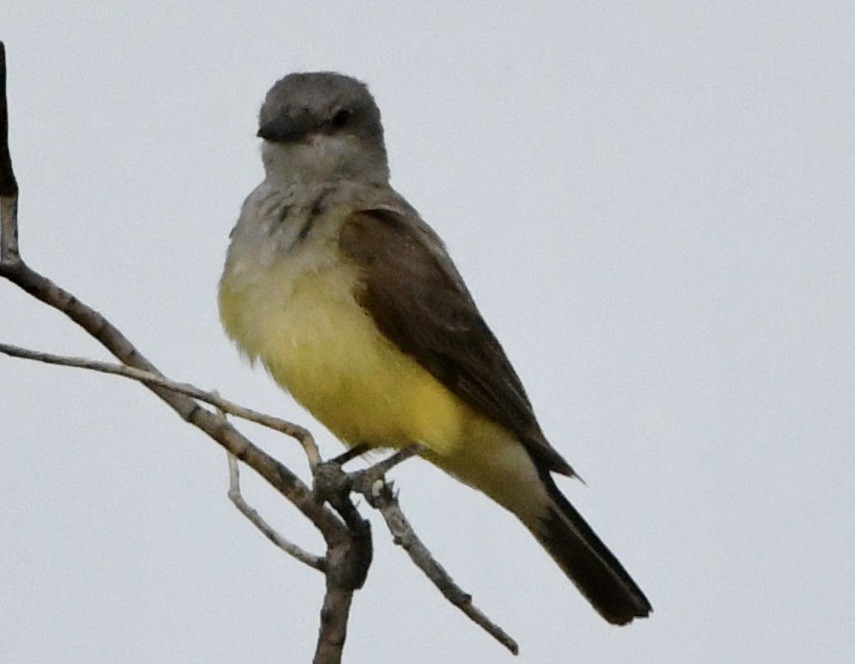 Cassin's Kingbird - ML477577451