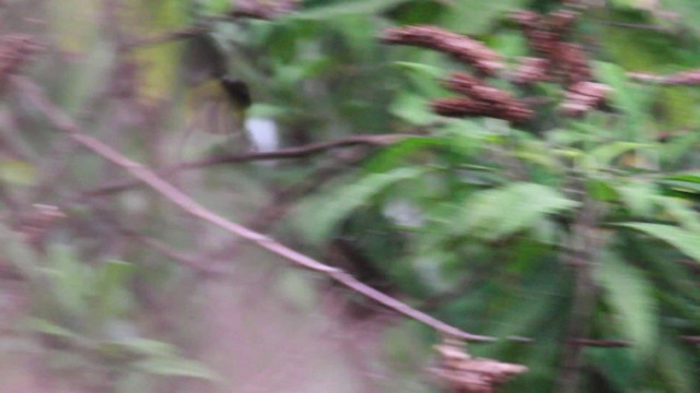 Weißbart-Buschammer (meridae) - ML477578