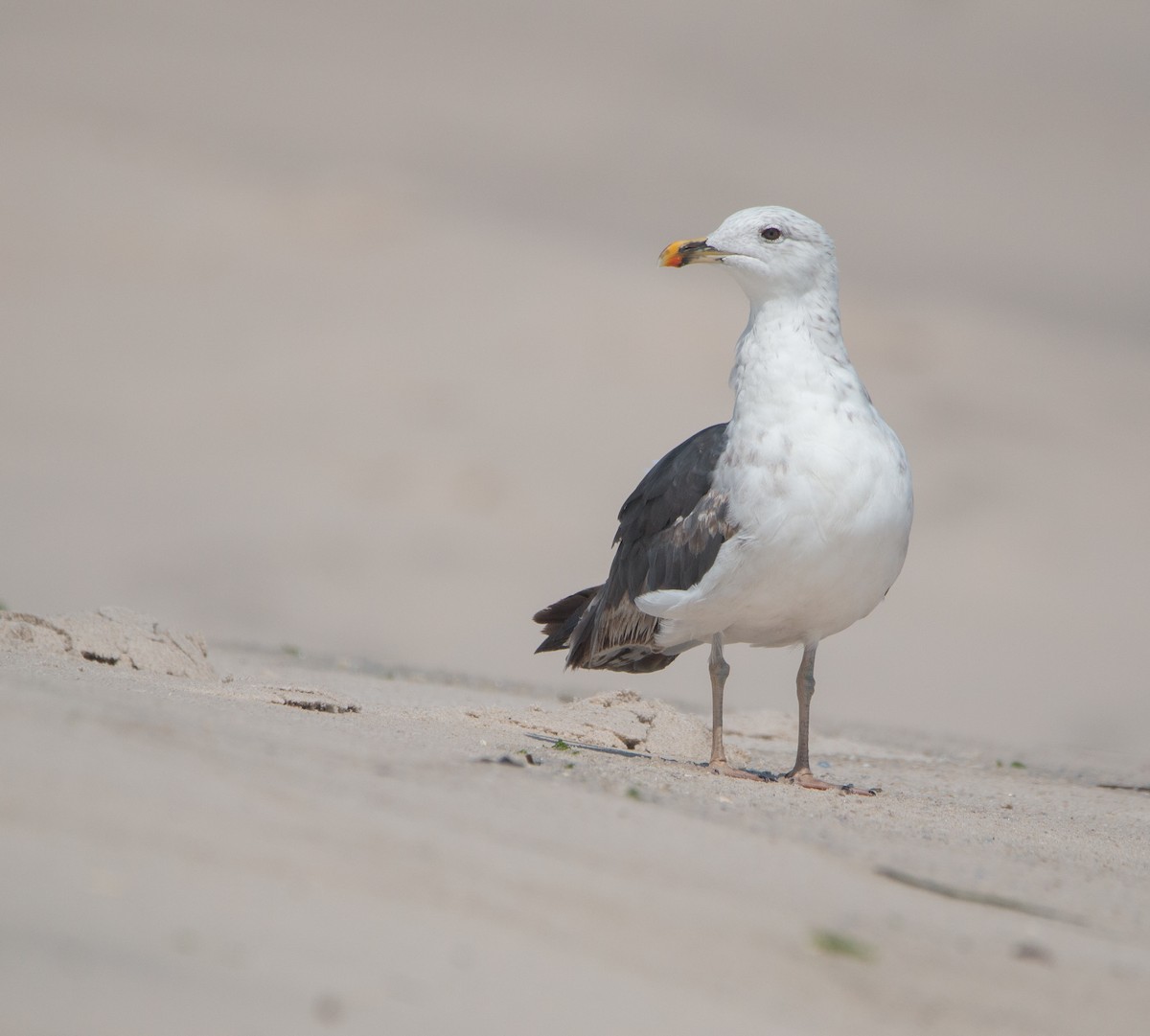 Lesser Black-backed Gull - Braxton Landsman