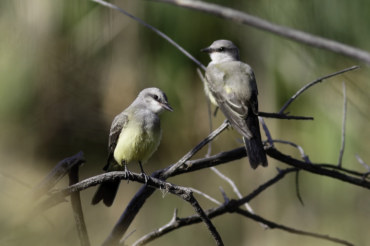 Western Kingbird - ML477580541
