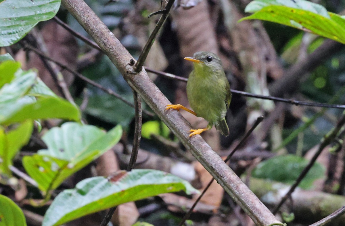 Biak Leaf Warbler - ML477580641