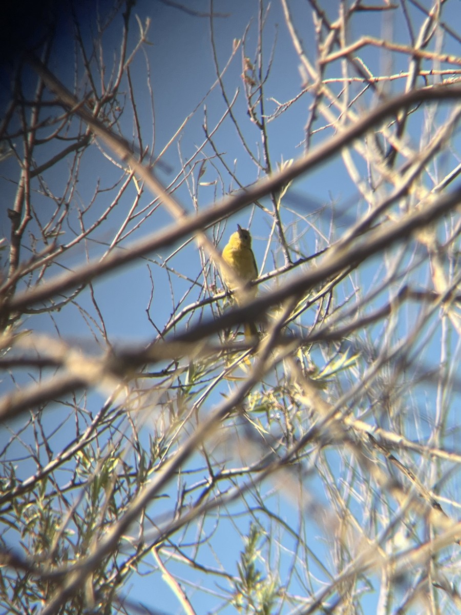 Hooded Oriole - ML477580941