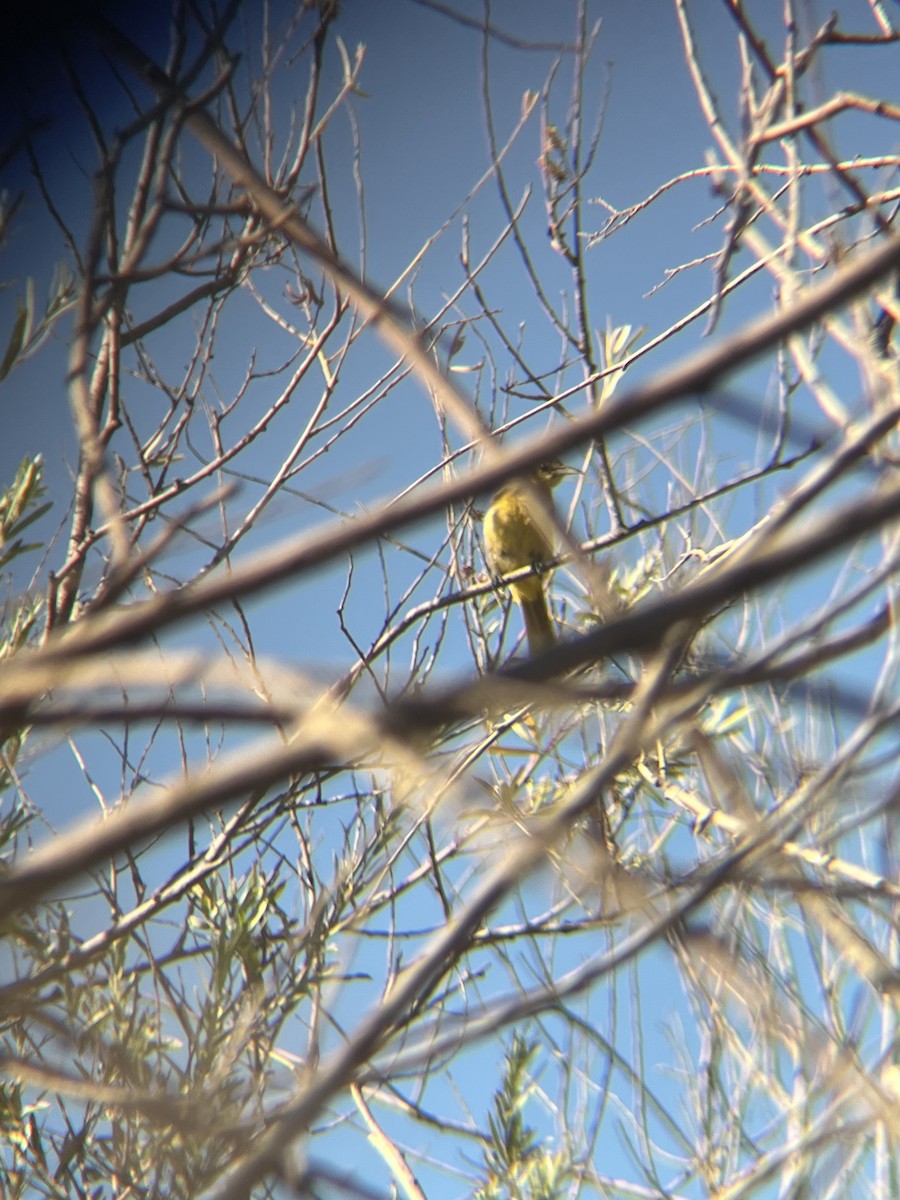 Hooded Oriole - ML477580951