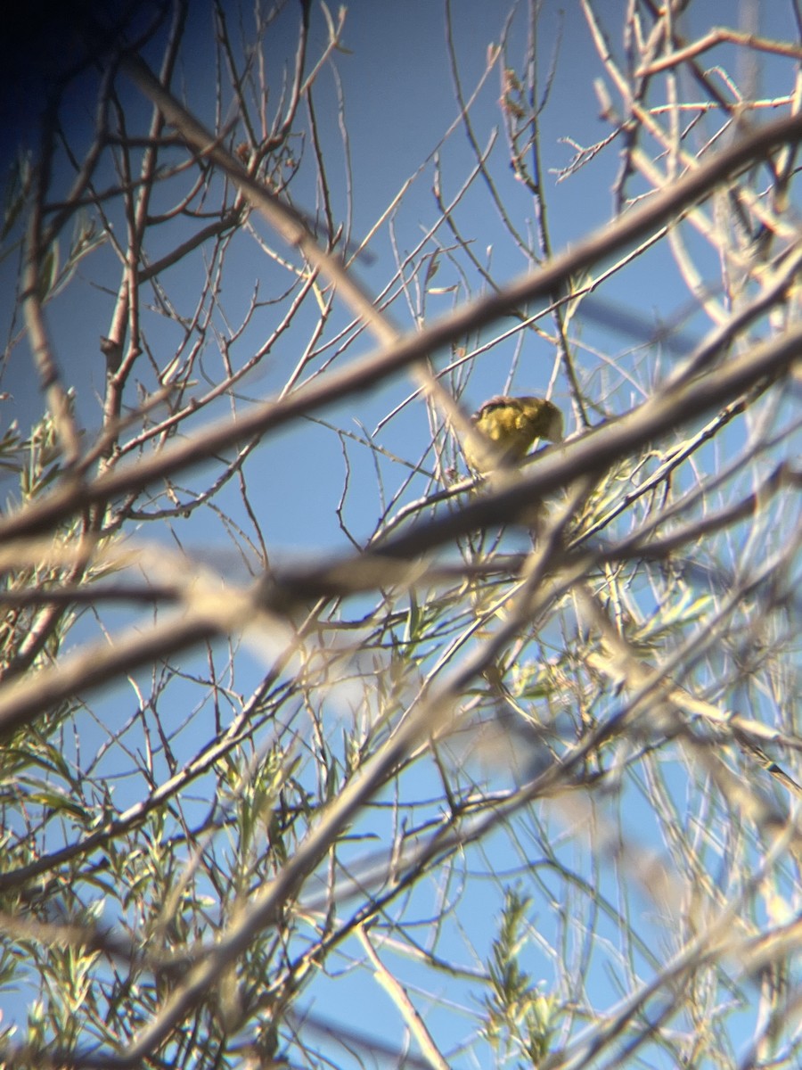 Hooded Oriole - ML477580971