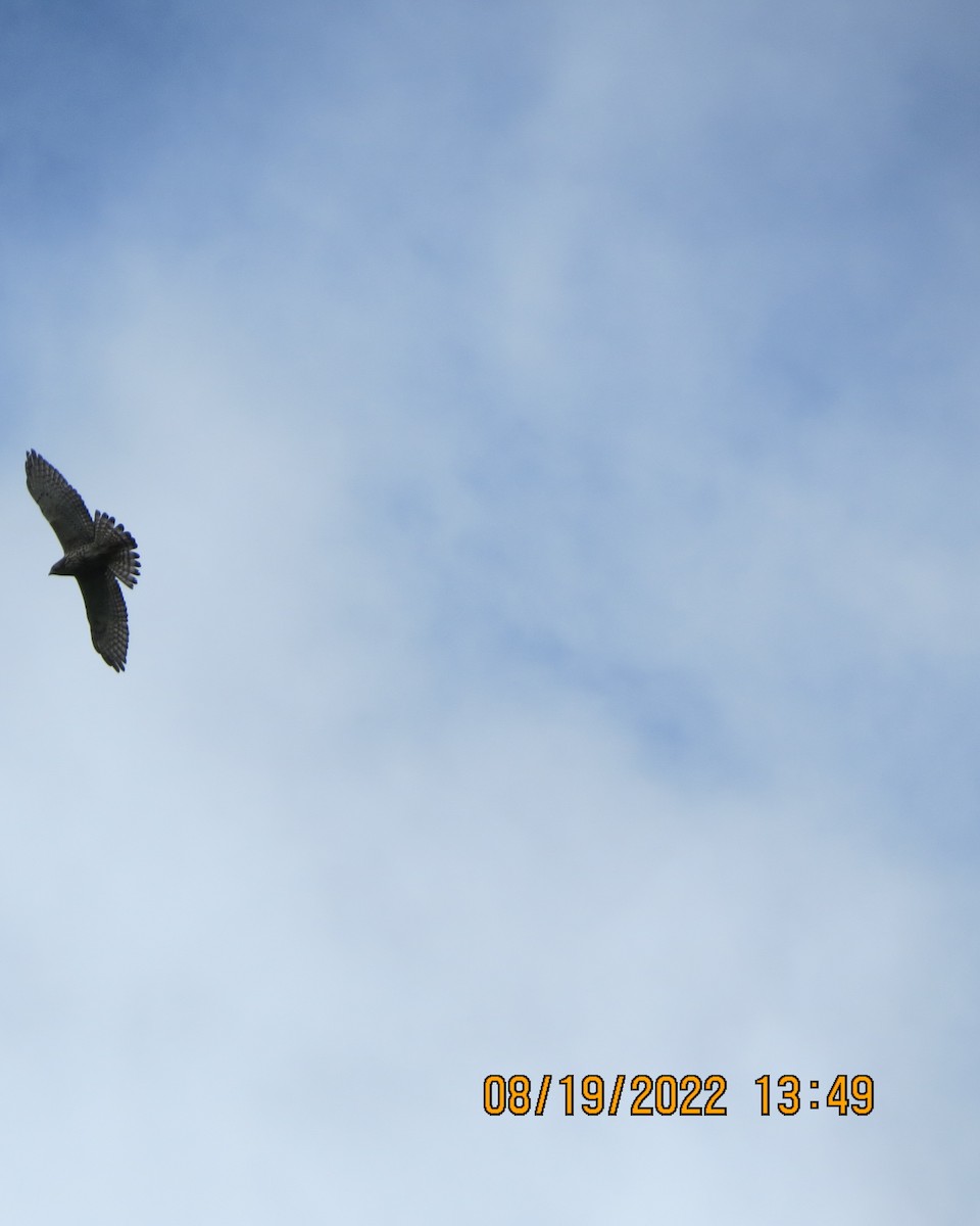 Broad-winged Hawk - ML477582101