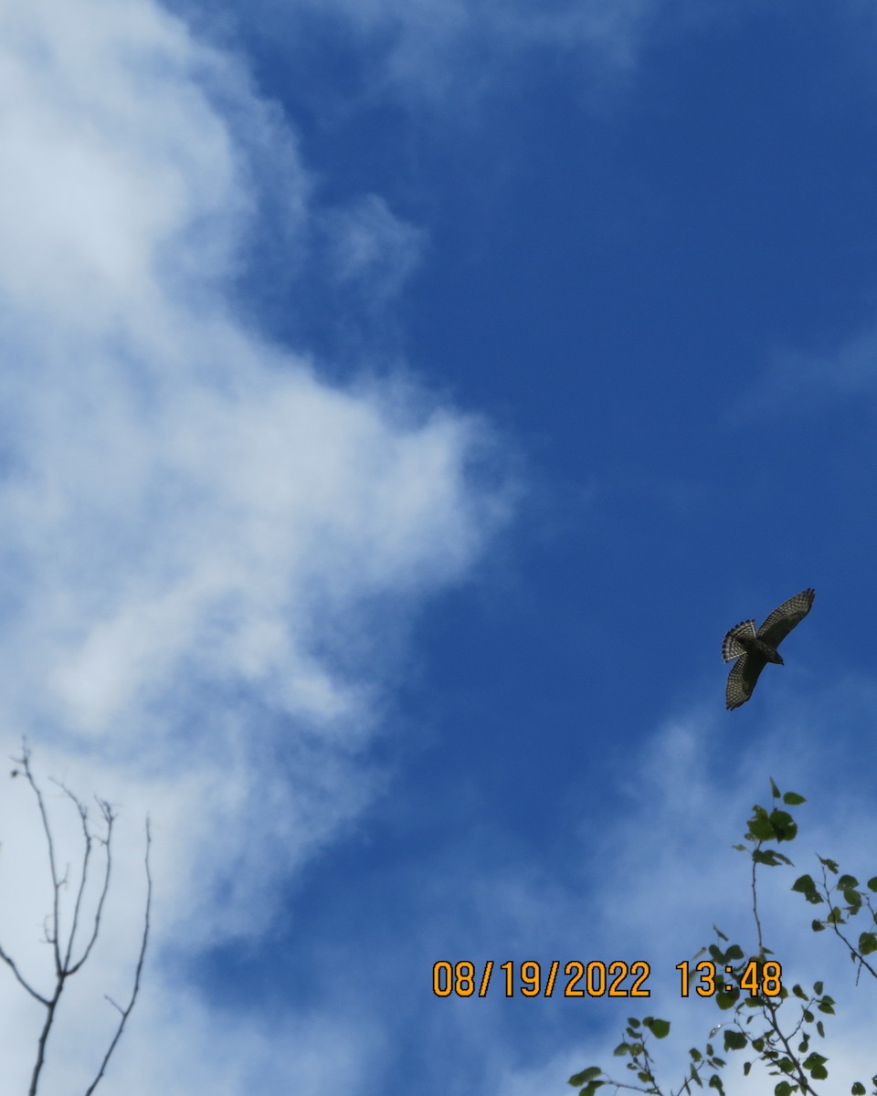 Broad-winged Hawk - Deb Muzzy