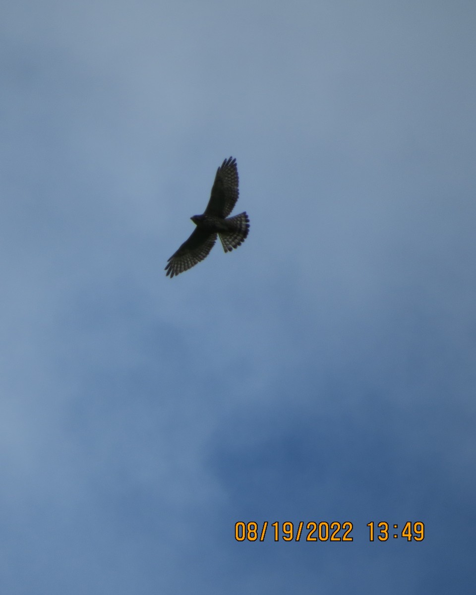 Broad-winged Hawk - ML477582121