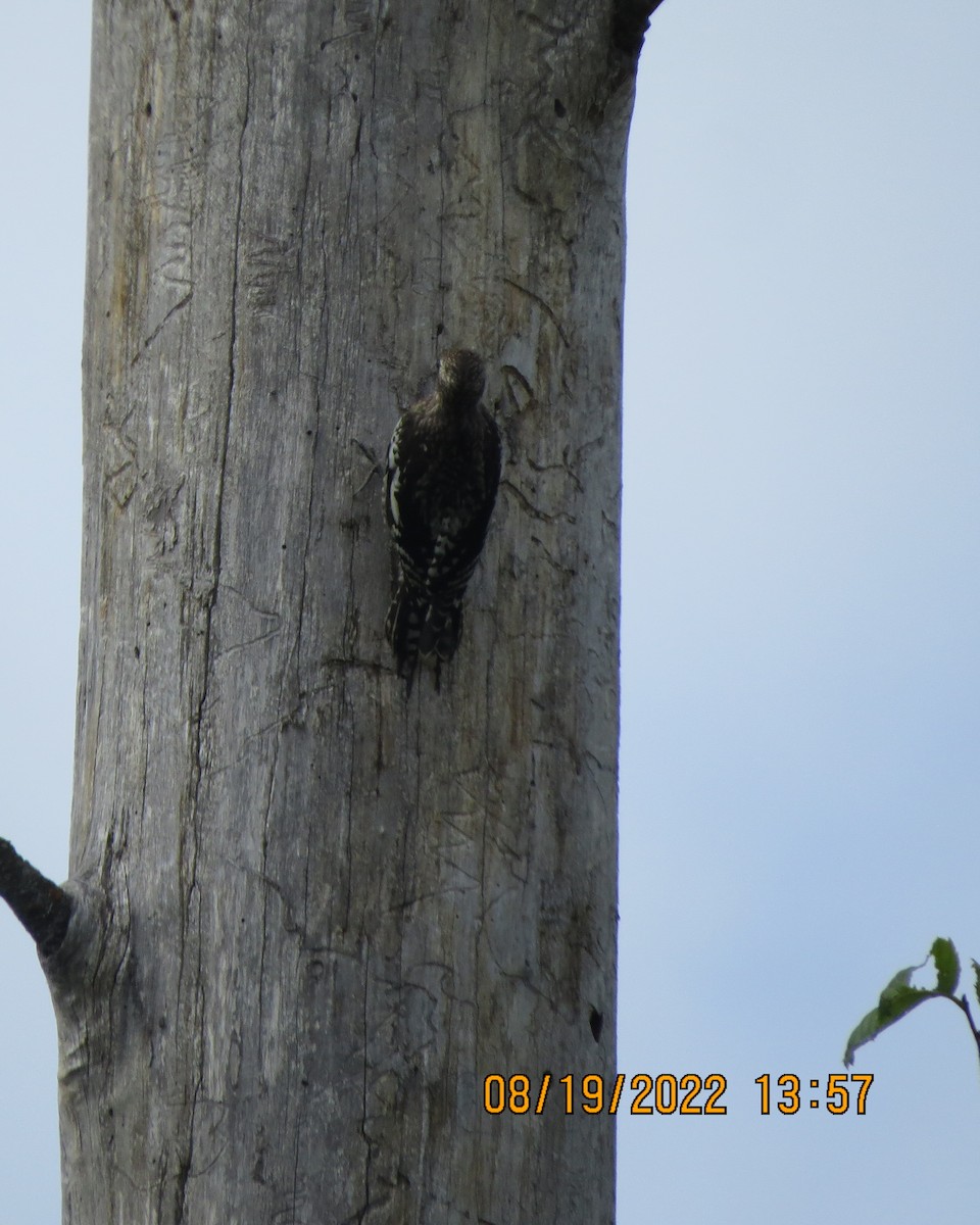 Yellow-bellied Sapsucker - ML477582191