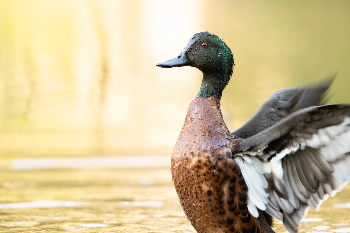 Chestnut Teal - Chris Murray