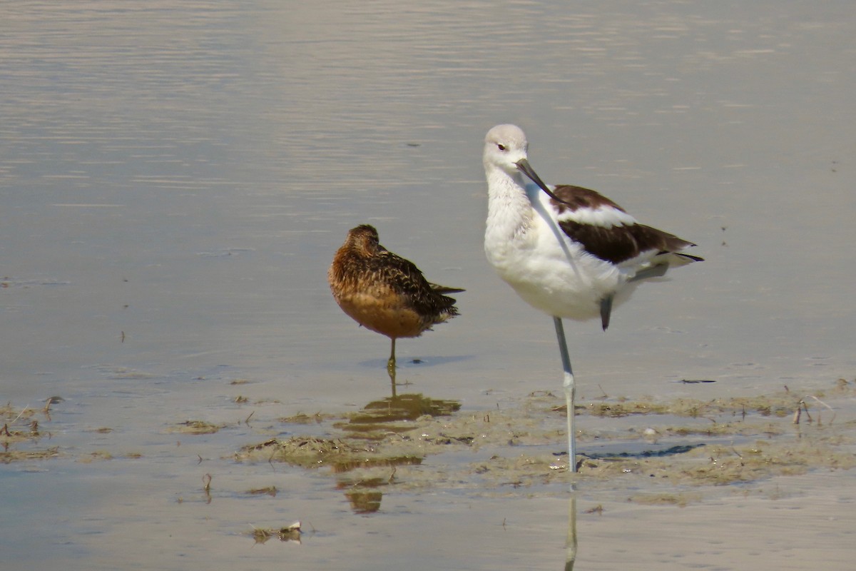 Long-billed Dowitcher - ML477583311