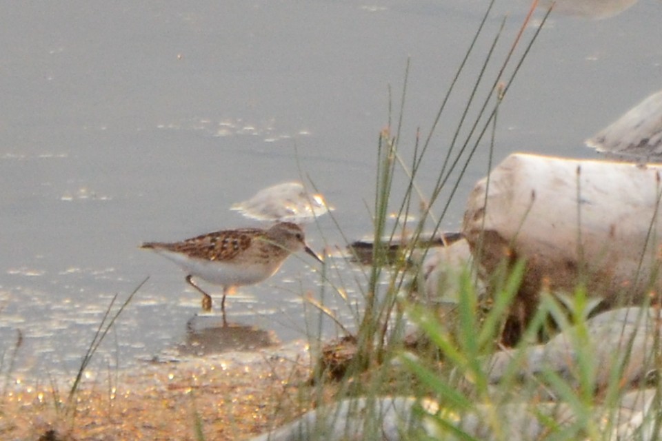 Least Sandpiper - ML477583491