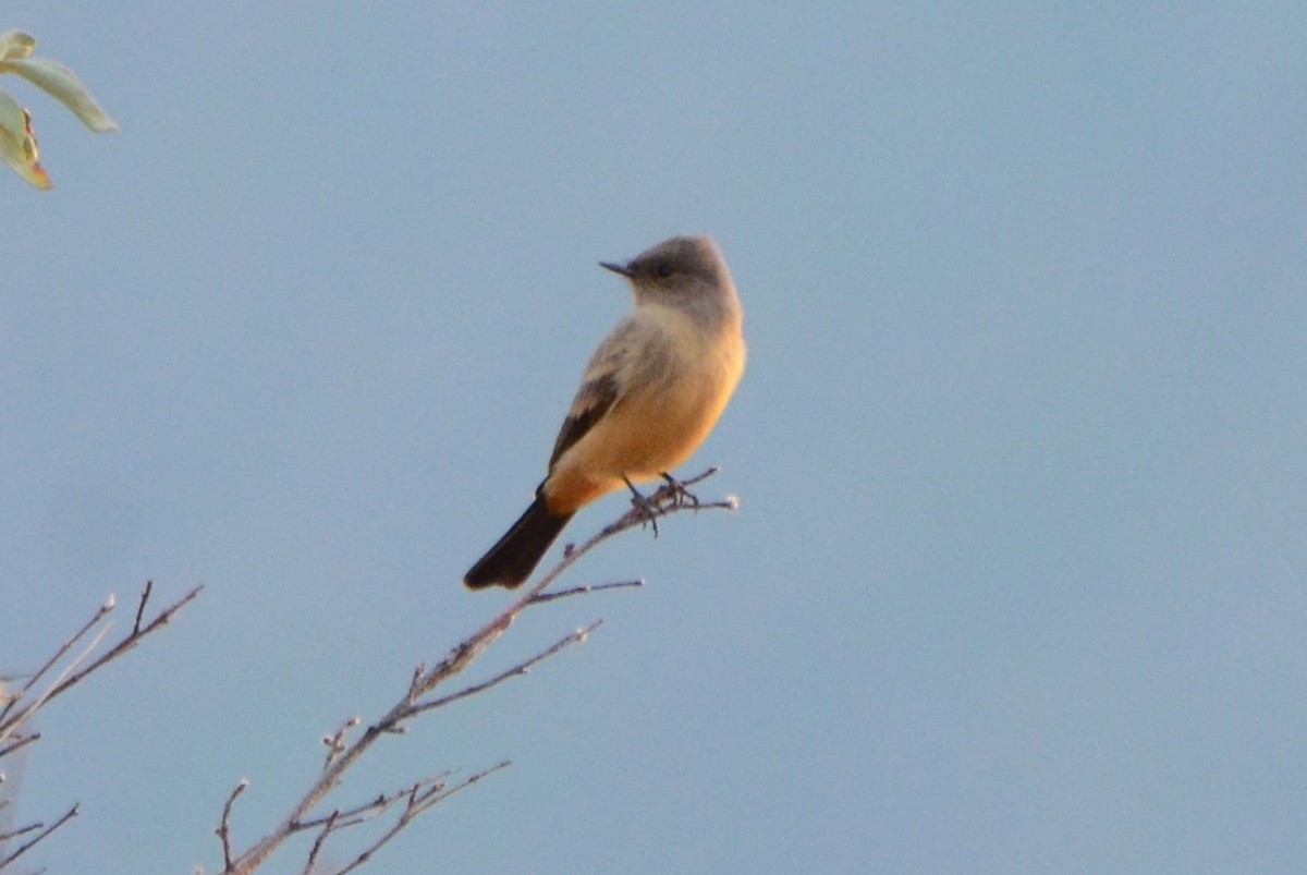 Say's Phoebe - ML477583511