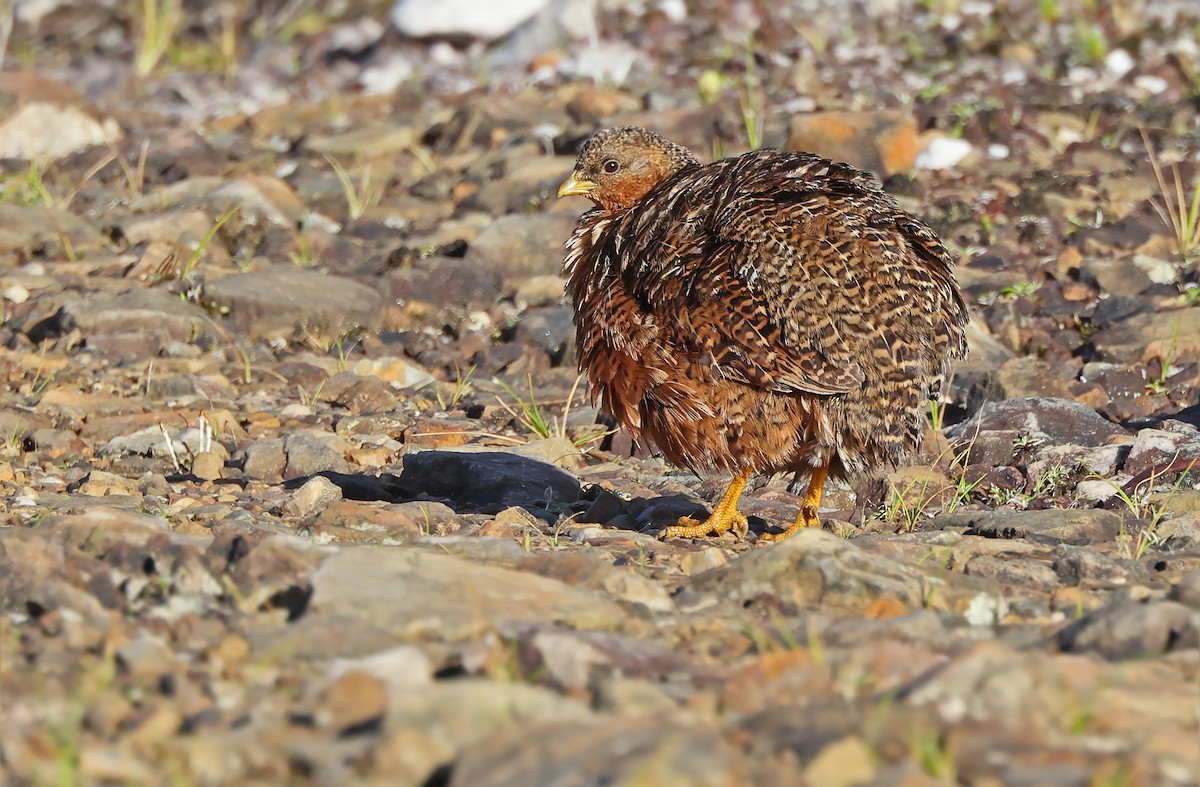 Snow Mountain Quail - ML477583641