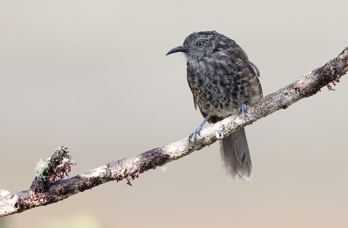 Gray-streaked Honeyeater - ML477583651