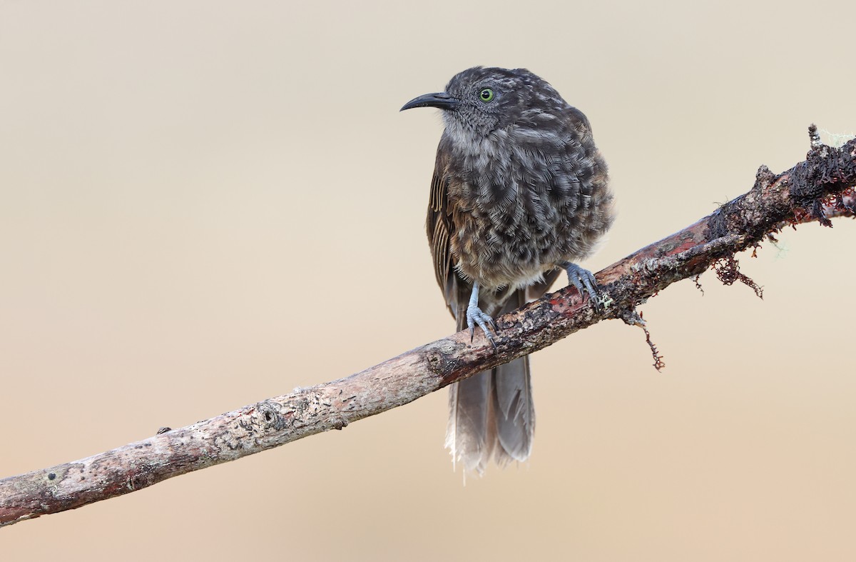 Gray-streaked Honeyeater - ML477583661