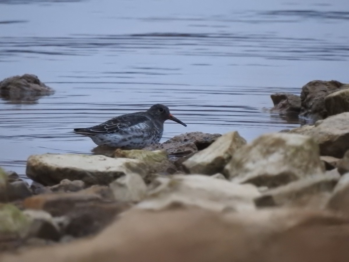 Purple Sandpiper - Sean Verkamp