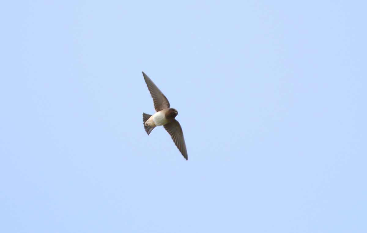 Cliff Swallow (melanogaster) - ML477584471