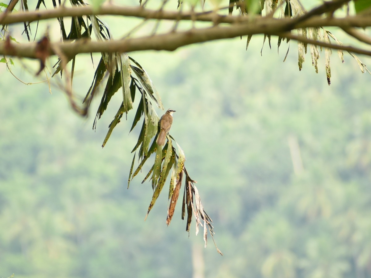 Yellow-vented Bulbul - ML477584621