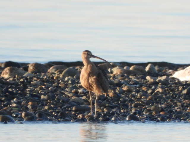 Long-billed Curlew - ML477584881