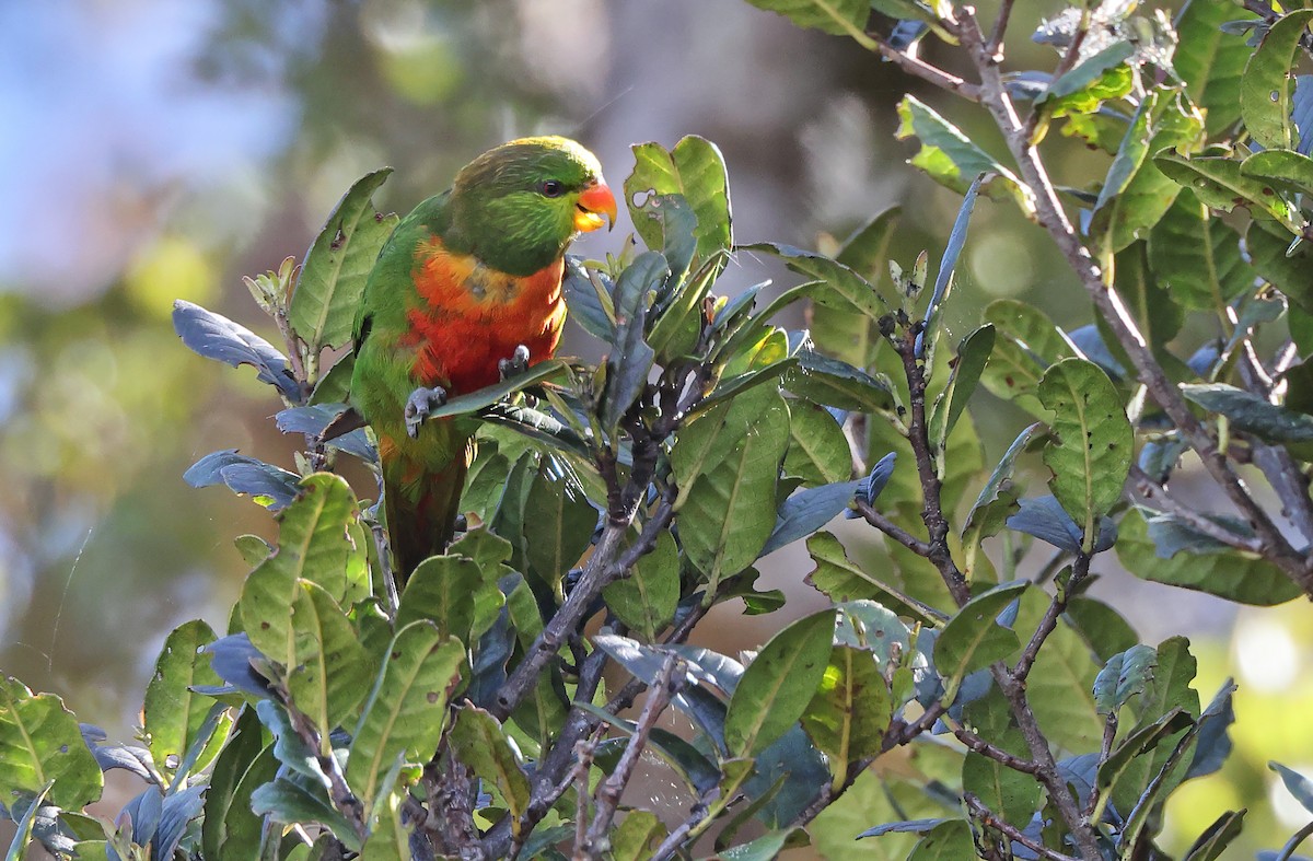 Orange-billed Lorikeet - ML477585011