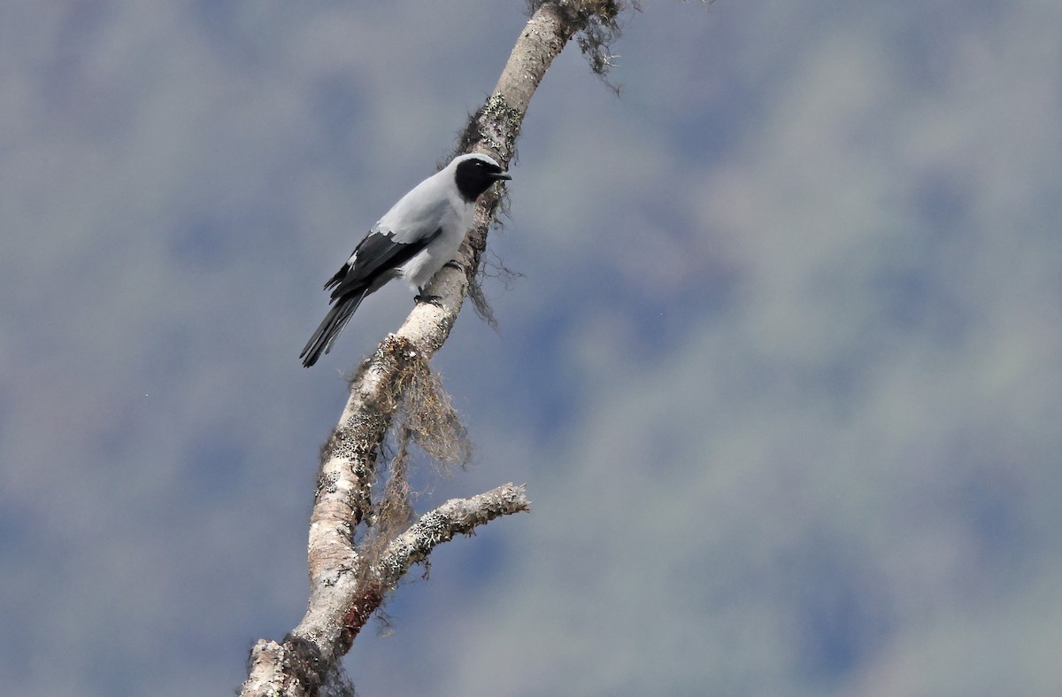 Hooded Cuckooshrike - ML477585061