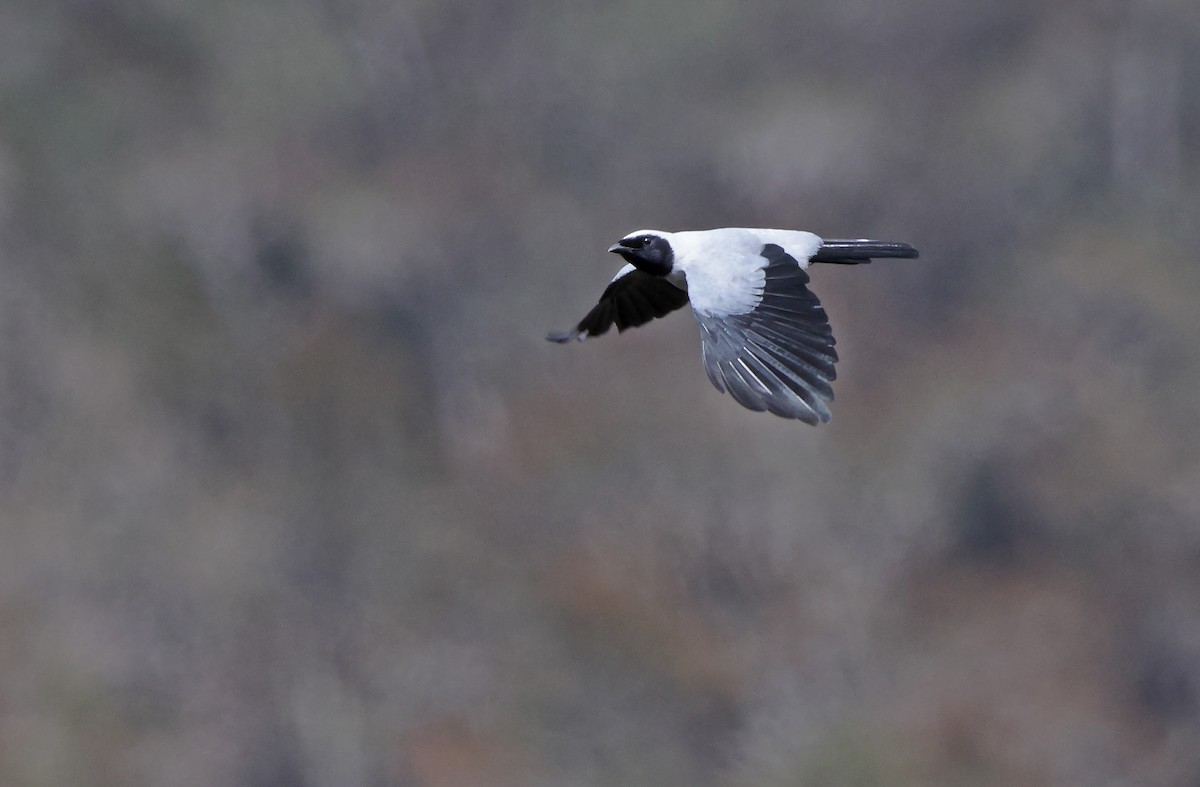 Hooded Cuckooshrike - ML477585071