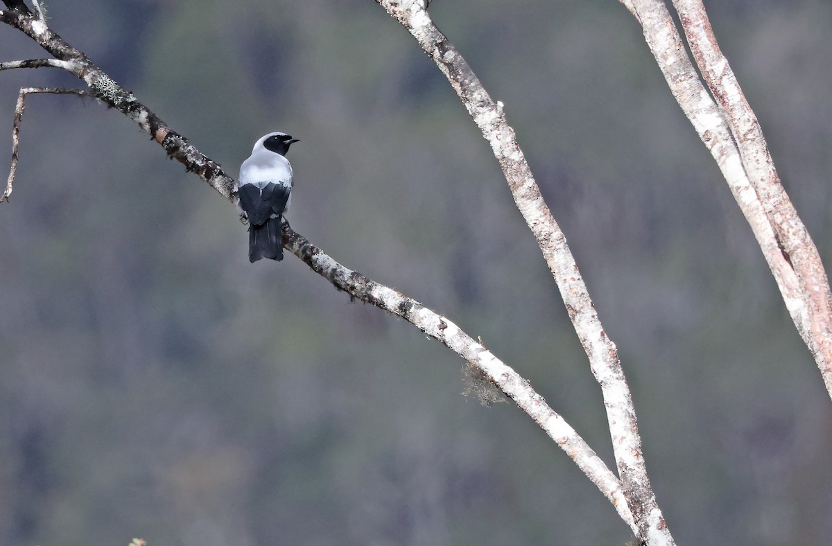 Oruguero Encapuchado - ML477585081