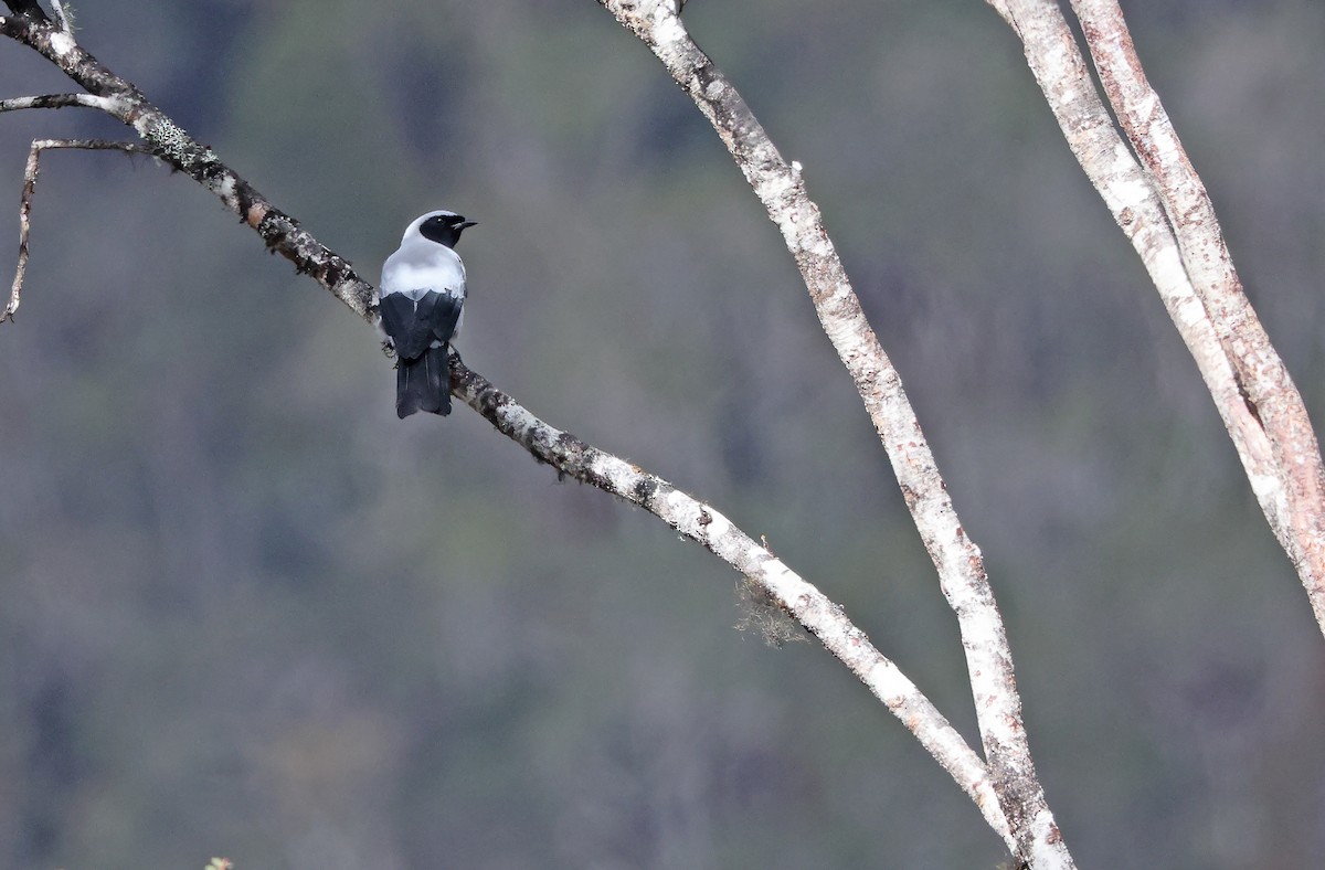 Hooded Cuckooshrike - ML477585081