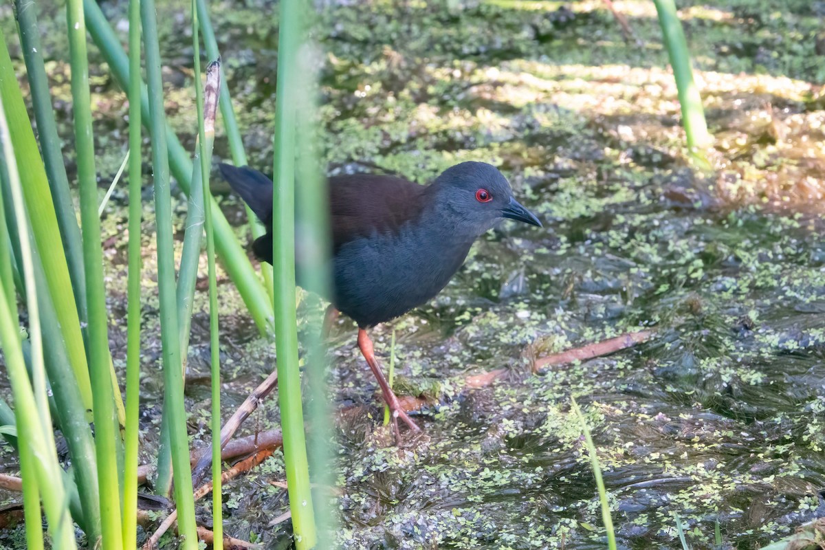 Spotless Crake - ML477585311