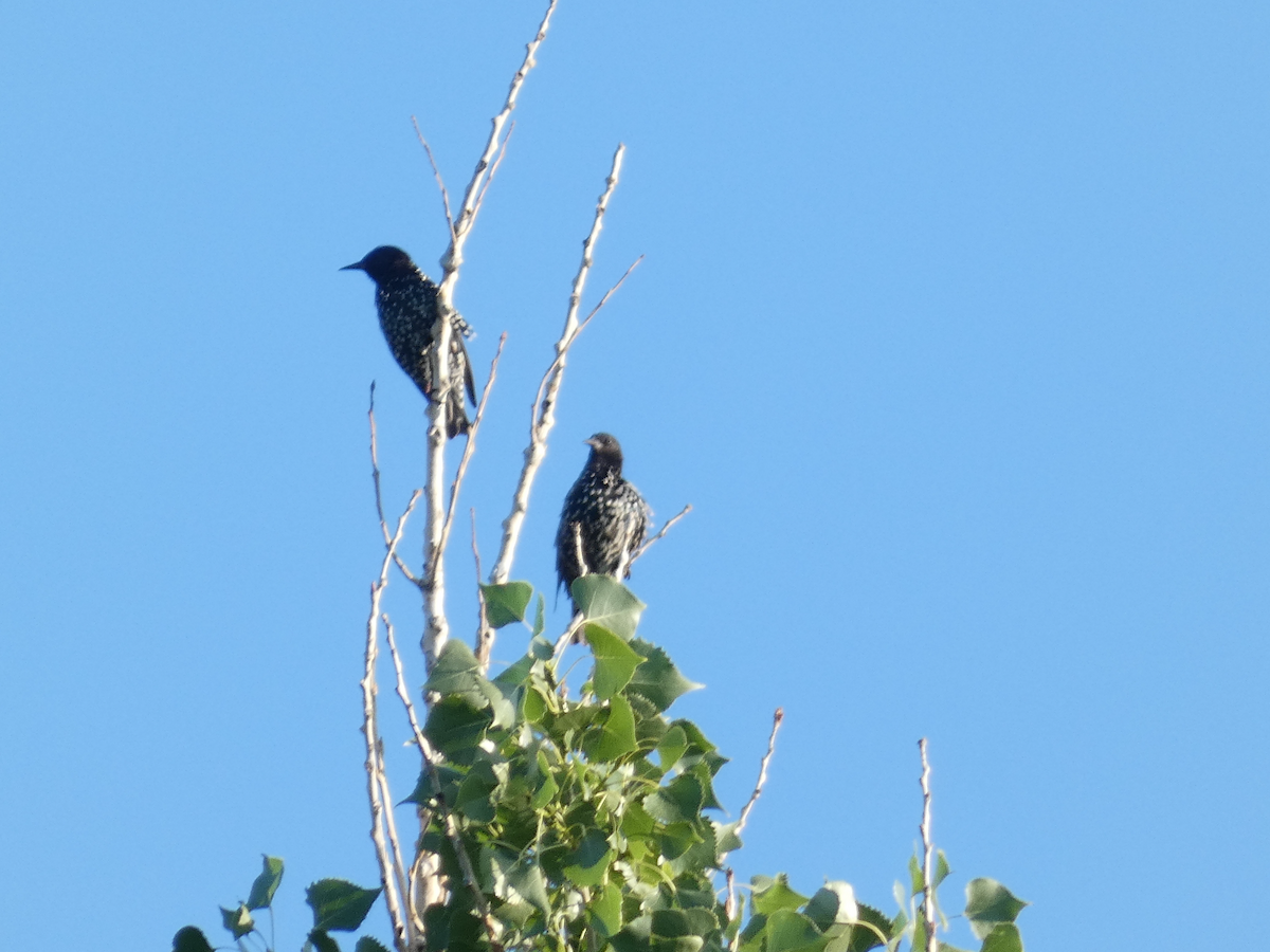 European Starling - Carolyn Sanders