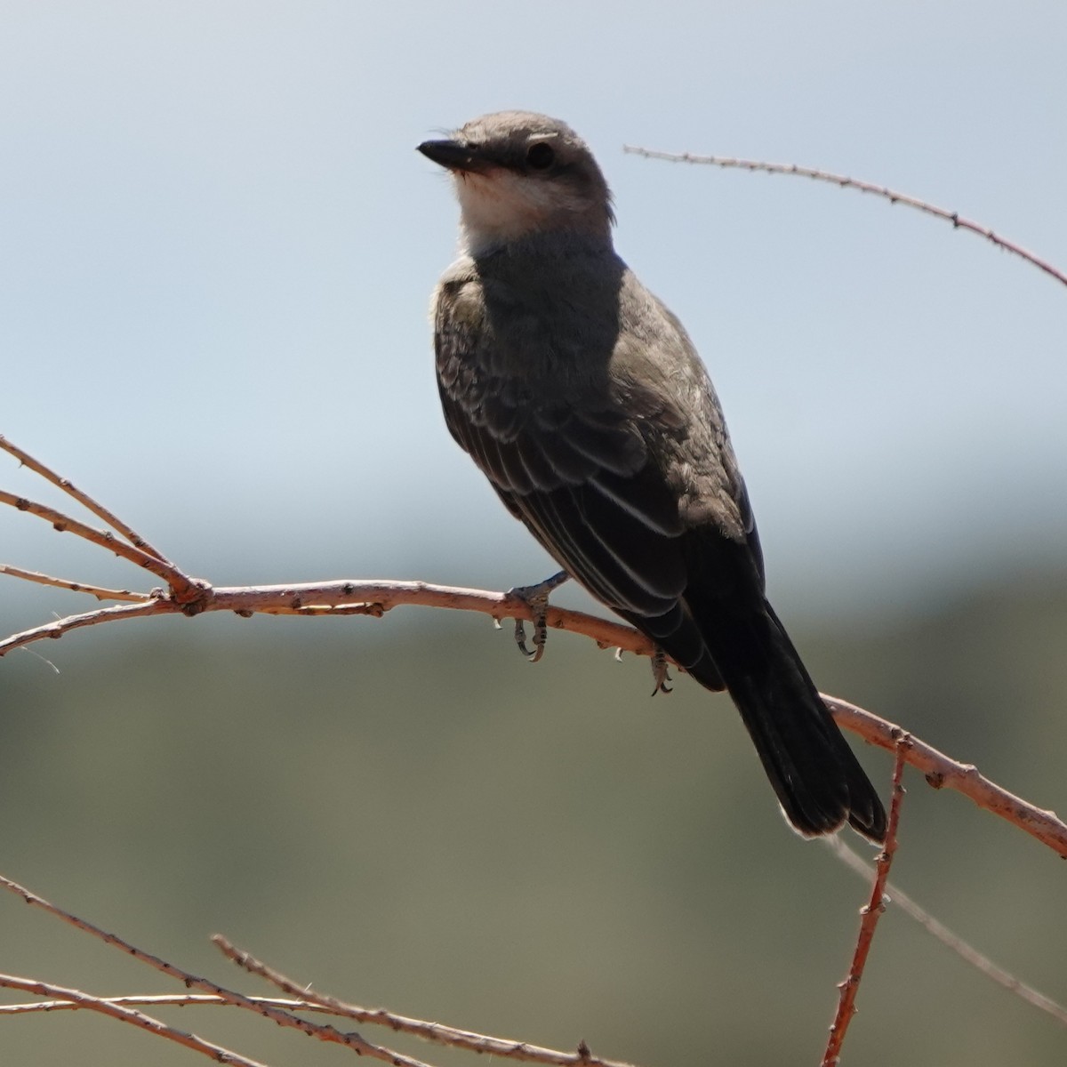 Cassin's Kingbird - Kirsti Aamodt