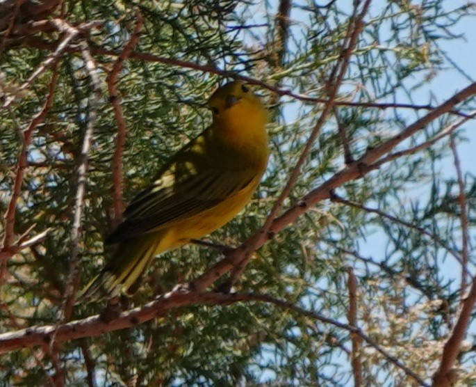 Yellow Warbler - ML477588891