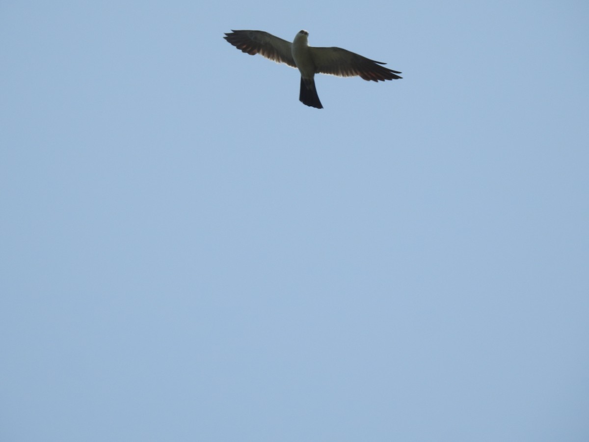 Mississippi Kite - Sean Verkamp