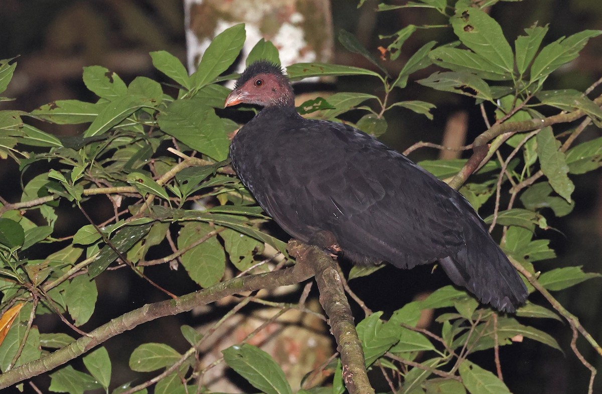 Red-legged Brushturkey - ML477589891