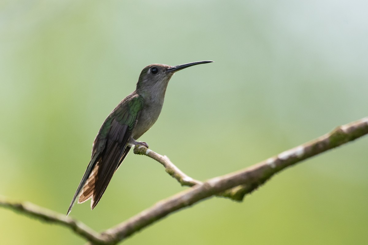 Gray-breasted Sabrewing (largipennis) - ML477590071