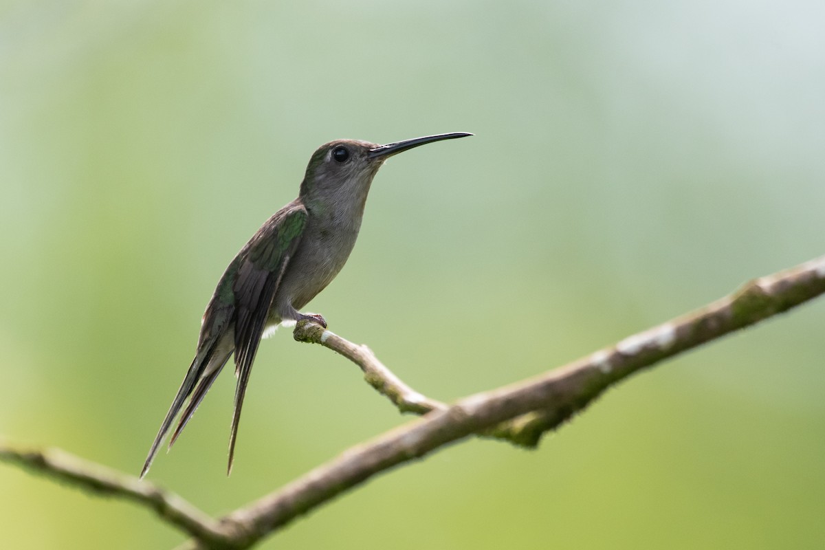 Gray-breasted Sabrewing (largipennis) - ML477590081